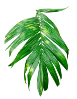 A single Betel nut tree branch close up image on background, palm tree branch photo, Betel nut tree branch isolated, palm leaf on transparent background, green palm tree branch transparent png
