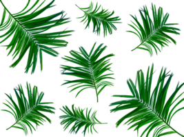 tropical palm leaves set on transparent background, Betel nut tree branch pattern, set of trees, green palm tree leaf png