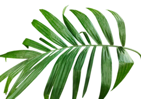 palm leaf on transparent background, A single Betel nut tree branch close up image on background, palm tree branch photo, Betel nut tree branch isolated, palm leaf on transparent background, png
