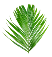 A Green Betel nut tree branch isolated, palm leaf on transparent background, green palm tree branch isolated on white background, A Green Betel nut tree branch on background, png
