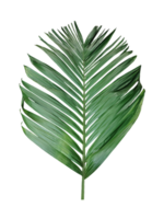 A Green Betel nut tree branch isolated, palm leaf on transparent background, green palm tree branch isolated on white background, A Green Betel nut tree branch on background, png