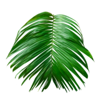 A Green Betel nut tree branch isolated, palm leaf on transparent background, green palm tree branch isolated on white background, A Green Betel nut tree branch on background, png