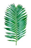 green palm tree branch isolated on background, A Green Betel nut tree branch on transparent background, a palm tree with leaves on a transparent background png
