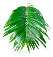 A single Betel nut tree branch close up image on background, palm tree branch photo, Betel nut tree branch isolated, palm leaf on transparent background, green palm tree branch transparent png