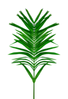green palm tree branch isolated on background, A Green Betel nut tree branch on transparent background, a palm tree with leaves on a transparent background png