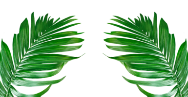 two palm leaves frame on a transparent background, Betel nut tree branch with green leaves mockup on a transparent background, Betel nut tree branch set, green palm leaf frame, png