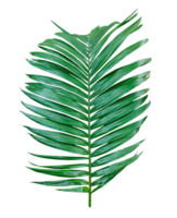 A single Betel nut tree branch close up image on background, palm tree branch photo, Betel nut tree branch isolated, palm leaf on transparent background, green palm tree branch transparent png