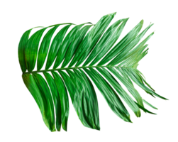 A single Betel nut tree branch close up image on background, palm tree branch photo, Betel nut tree branch isolated, palm leaf on transparent background, green palm tree branch transparent png