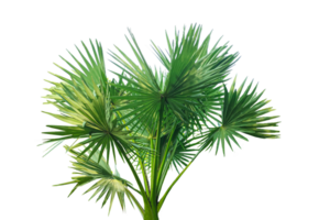 palm plant isolated on , A fan palm tree with leaves on a background, palm tree on transparent background, palmyra fruit plant image, png