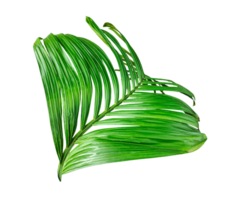 palm leaf on transparent background, A single Betel nut tree branch close up image on background, palm tree branch photo, Betel nut tree branch isolated, palm leaf on transparent background, png