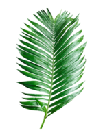 A single Betel nut tree branch close up image on background, palm tree branch photo, Betel nut tree branch isolated, palm leaf on transparent background, green palm tree branch transparent png