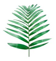 green palm tree branch isolated on background, A Green Betel nut tree branch on transparent background, a palm tree with leaves on a transparent background png