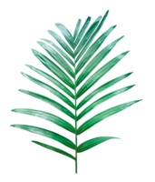 green palm tree branch isolated on background, A Green Betel nut tree branch on transparent background, a palm tree with leaves on a transparent background png