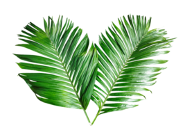 two palm leaves frame on a transparent background, Betel nut tree branch with green leaves mockup on a transparent background, Betel nut tree branch set, green palm leaf frame, png