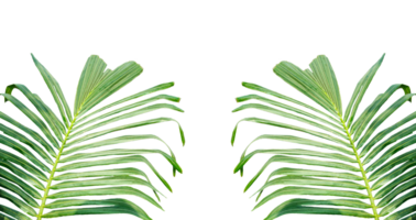 A coconut tree branch frame on transparent background, palm tree branch isolated on white background, fern leaf isolated on white, a green palm plant with leaves on a , two palm leaves on png
