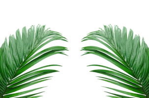 two palm leaves frame on a transparent background, Betel nut tree branch with green leaves mockup on a transparent background, Betel nut tree branch set, green palm leaf frame, png