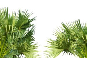 two palm trees frame mockup on a transparent background, palm tree isolated, A image of Palm tree Frame perfect for design, nature-themed projects, or as a decorative element, Lush Green Fan palm png
