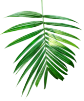A Green Betel nut tree branch isolated, palm leaf on transparent background, green palm tree branch isolated on white background, A Green Betel nut tree branch on background, png