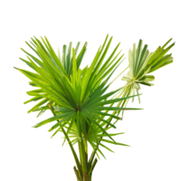 palm plant isolated on , A fan palm tree with leaves on a background, palm tree on transparent background, palmyra fruit plant image, png