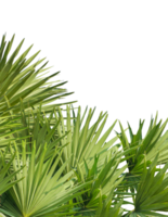 palm leaves on a transparent background, palm trees frame mockup on a transparent background, palm tree isolated on , A image of Palm tree png