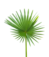 A fan palm leaf on transparent background, palmyra fruit tree branch isolated on background png
