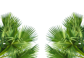 two palm trees frame mockup on a transparent background, palm tree isolated, A image of Palm tree Frame perfect for design, nature-themed projects, or as a decorative element, Lush Green Fan palm png