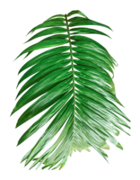 A Green Betel nut tree branch isolated, palm leaf on transparent background, green palm tree branch isolated on white background, A Green Betel nut tree branch on background, png