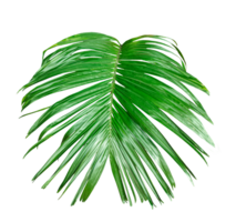 A Green Betel nut tree branch isolated, palm leaf on transparent background, green palm tree branch isolated on white background, A Green Betel nut tree branch on background, png
