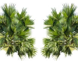 two palm trees frame mockup on a transparent background, A image of Palm tree Frame perfect for design, nature-themed projects, or as a decorative element, Lush Green Fan palm tree Leaves png