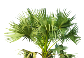 palm plant isolated on , A fan palm tree with leaves on a background, palm tree on transparent background, palmyra fruit plant image, png
