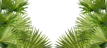 A image of Palm tree Frame perfect for design, nature-themed projects, or as a decorative element, Lush Green Fan palm tree Leaves Arranged in a Balanced Composition on background, palm leaves, png