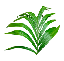 palm leaf on transparent background, A single Betel nut tree branch close up image on background, palm tree branch photo, Betel nut tree branch isolated, palm leaf on transparent background, png