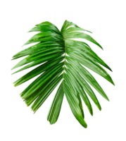 A Green Betel nut tree branch isolated, palm leaf on transparent background, green palm tree branch isolated on white background, A Green Betel nut tree branch on background, png
