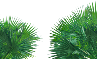 A image of Palm tree Frame perfect for design, nature-themed projects, or as a decorative element, Lush Green Fan palm tree Leaves Arranged in a Balanced Composition on background, palm leaves, png