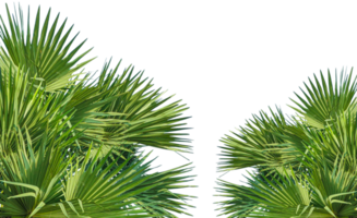 A image of Palm tree Frame perfect for design, nature-themed projects, or as a decorative element, Lush Green Fan palm tree Leaves Arranged in a Balanced Composition on background, palm leaves, png