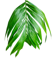 A single Betel nut tree branch close up image on background, palm tree branch photo, Betel nut tree branch isolated, palm leaf on transparent background, green palm tree branch transparent png