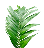 A Green Betel nut tree branch isolated, palm leaf on transparent background, green palm tree branch isolated on white background, A Green Betel nut tree branch on background, png