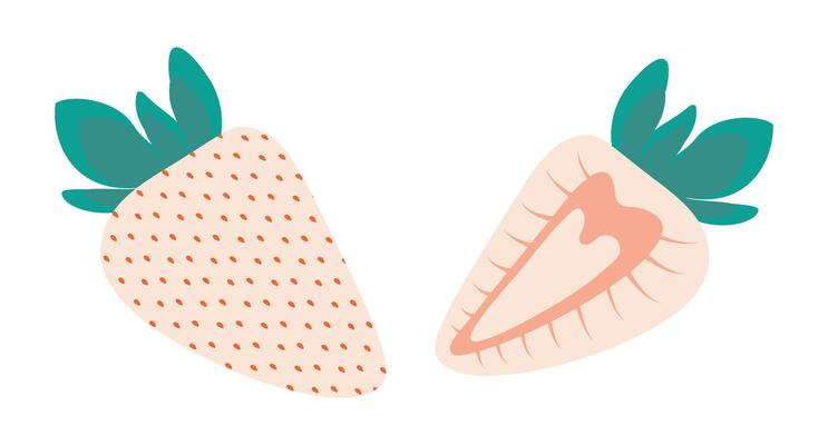 Hand drawn white strawberry with green leaves half and whole Summer healthy unusual fruits element. Isolated illustration Thematic or menu cards, leaflets, greetings, label or web promo banner