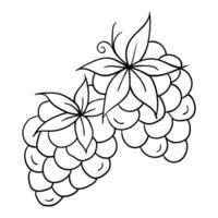 black and white drawing of a bunch of grapes vector