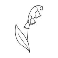 a drawing of a lily of the valley flower vector