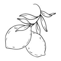 lemon illustration isolated on white background vector