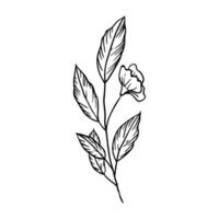 a drawing of a flower with leaves vector