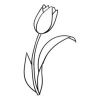 a line drawing of a tulip vector