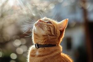 Curious ginger cat gazes upward in soft light with a serene expression photo