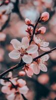 Cherry blossom branches bloom gently under soft blue sky in springtime photo