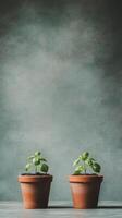 Cute basil plants growing in terracotta pots on a textured surface photo