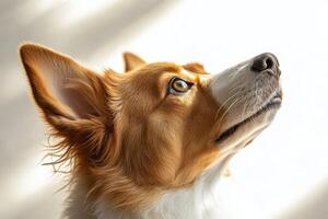 Corgi looking upward in natural light near window inside a home photo