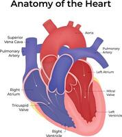 Anatomy of the Heart Design Illustration vector