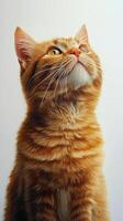 Orange cat gazes upward, showcasing curiosity and charm in a bright setting photo