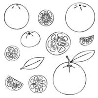 Orange fruit doodle set. Oranges, clementines, half, whole, slices, leaves. Black hand-drawn contour isolated on a white background. For menus, coloring pages, web, prints, kitchen design, stickers vector